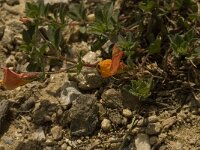 Lotus alpinus 4, Saxifraga-Willem van Kruijsbergen