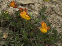 Lotus alpinus 5, Saxifraga-Willem van Kruijsbergen