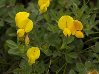 Lotus alpinus 6, Saxifraga-Willem van Kruijsbergen