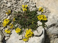 Lotus alpinus 8, Saxifraga-Willem van Kruijsbergen