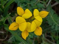 Lotus corniculatus 45, Gewone rolklaver 01, Saxifraga-Ab H Baas