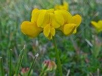 Lotus corniculatus 46, Gewone rolklaver, Saxifraga-Ab H Baas