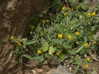 Lotus creticus 10, Saxifraga-Willem van Kruijsbergen