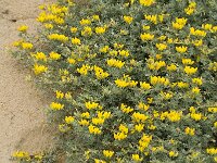 Lotus creticus 14, Saxifraga-Jan van der Straaten