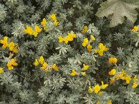 Lotus creticus 15, Saxifraga-Jan van der Straaten