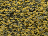 Lotus creticus 17, Saxifraga-Jan van der Straaten