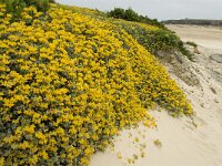 Lotus creticus 18, Saxifraga-Jan van der Straaten