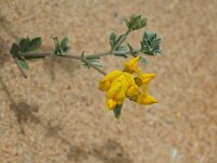 Lotus creticus 2, Saxifraga-Jan van der Straaten