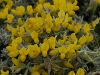 Lotus creticus 21, Saxifraga-Willem van Kruijsbergen