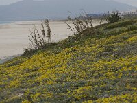 Lotus creticus 24, Saxifraga-Willem van Kruijsbergen