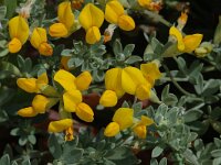 Lotus creticus 3, Saxifraga-Jan van der Straaten