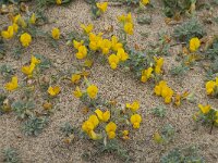 Lotus creticus 30, Saxifraga-Willem van Kruijsbergen