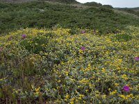 Lotus creticus 34, Saxifraga-Willem van Kruijsbergen