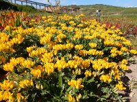 Lotus creticus 35, Saxifraga-Peter Meininger