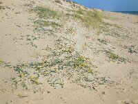 Lotus creticus 37, Saxifraga-Ed Stikvoort