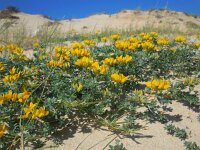 Lotus creticus 38, Saxifraga-Ed Stikvoort