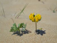 Lotus creticus 39, Saxifraga-Ed Stikvoort