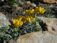 Lotus creticus 40, Saxifraga-Ed Stikvoort