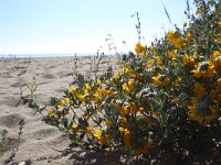 Lotus creticus 41, Saxifraga-Jeroen Willemsen