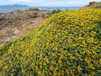 Lotus creticus 43, Saxifraga-Ed Stikvoort