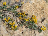 Lotus creticus 44, Saxifraga-Ed Stikvoort