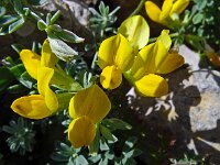 Lotus creticus 51, Saxifraga-Hans Grotenhuis