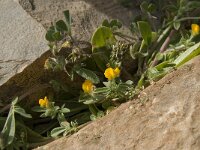 Lotus creticus 8, Saxifraga-Willem van Kruijsbergen