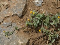 Lotus creticus 9, Saxifraga-Willem van Kruijsbergen