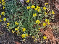 Lotus hillebrandii 2, Saxifraga-Hans Grotenhuis