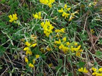 Lotus hillebrandii 3, Saxifraga-Hans Grotenhuis