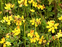 Lotus pedunculatus 1, Moerasrolklaver, Saxifraga-Hans Dekker