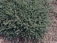 Lotus sessilifolius ssp sessilifolius 1, Saxifraga-Ed Stikvoort