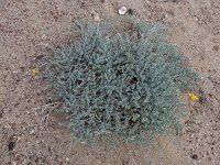 Lotus sessilifolius ssp sessilifolius 3, Saxifraga-Ed Stikvoort