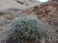 Lotus sessilifolius ssp sessilifolius 4, Saxifraga-Ed Stikvoort