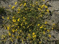 Lotus tenuis 2, Smalbladige rolklaver, Saxifraga-Jan van der Straaten