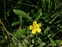 Ludwigia grandiflora 10, Waterteunisbloem, Saxifraga-Dirk Hilbers