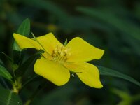 Ludwigia grandiflora 12, Waterteunisbloem, Saxifraga-Ed Stikvoort