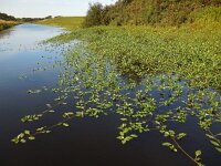 Ludwigia grandiflora 15, Waterteunisbloem, Saxifraga-Ed Stikvoort