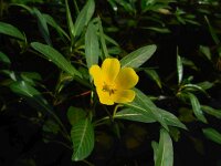 Ludwigia grandiflora 16, Waterteunisbloem, Saxifraga-Ed Stikvoort