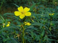 Ludwigia grandiflora 17, Waterteunisbloem, Saxifraga-Ed Stikvoort