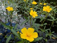 Ludwigia grandiflora 19, Waterteunisbloem, Saxifraga-Ed Stikvoort
