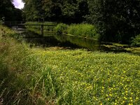 Ludwigia grandiflora 2, Waterteunisbloem, Saxifraga-Peter Meininger
