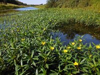 Ludwigia grandiflora 21, Waterteunisbloem, Saxifraga-Ed Stikvoort