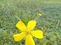 Ludwigia grandiflora 22, Waterteunisbloem, Saxifraga-Jeroen Willemsen
