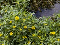 Ludwigia grandiflora 23, Waterteunisbloem, Saxifraga-Jan Nijendijk
