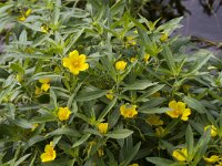 Ludwigia grandiflora 24, Waterteunisbloem, Saxifraga-Jan Nijendijk