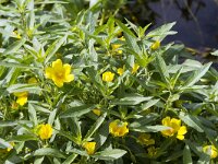 Ludwigia grandiflora 25, Waterteunisbloem, Saxifraga-Jan Nijendijk