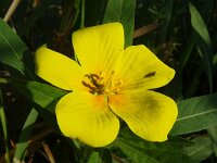 Ludwigia grandiflora 27, Waterteunisbloem, Saxifraga-Hans Grotenhuis