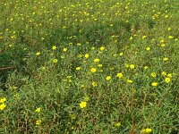 Ludwigia grandiflora 28, Waterteunisbloem, Saxifraga-Hans Grotenhuis