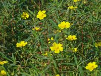 Ludwigia grandiflora 29, Waterteunisbloem, Saxifraga-Hans Grotenhuis